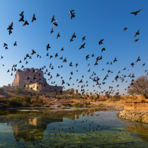 5-Day Udaipur, Kumbhalgarh & Jodhpur Royal Heritage Tour